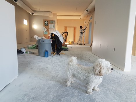 a dog standing in a room where a man is painting a wall