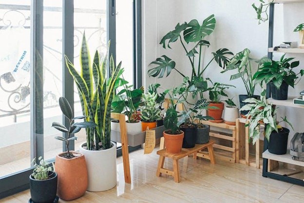 Room with Pot Plants Image